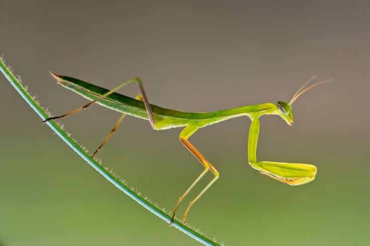  Bọ ngựa: Bọ ngựa là kẻ săn mồi tự nhiên của nhiều loài côn trùng gây hại như ruồi muỗi và một số loài sâu ăn lá. Ảnh: Pinterest.
