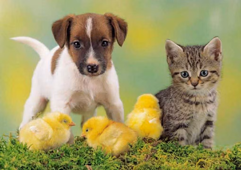  5. Cách tìm kiếm sự chú ý: Chó thường tìm cách thu hút sự chú ý từ chủ bằng tiếng sủa, vẫy đuôi, hoặc đến bên chân chủ. Mèo lại thường sẽ im lặng quan sát hoặc nhẹ nhàng đến gần, đôi khi còn đẩy đồ vật xuống để chủ phải chú ý đến chúng. Ảnh: Pinterest.