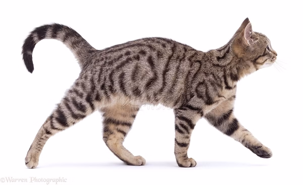  1. Mèo nhà có gen di truyền giống hổ tới 95.6%. Mèo nhà (Felis catus) và hổ (Panthera tigris) chia sẻ khoảng 95.6% gen di truyền, theo các nghiên cứu di truyền. Điều này có nghĩa là mèo nhà có nhiều điểm chung về sinh học với hổ, đặc biệt là trong các hành vi săn mồi, vồ mồi, và cách giao tiếp. Ảnh: Pinterest.