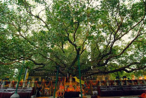  Cây bồ đề. Theo sử tích Phật giáo, Đức Phật Thích Ca đã ngồi thiền dưới cây bồ đề và đạt được giác ngộ. Trong Phật giáo, cây bồ đề đại diện cho con đường vượt qua khổ đau và đạt đến chân lý. Ảnh: Pinterest.
