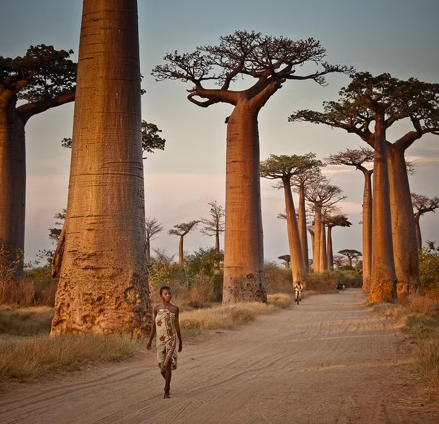  Cây baobab. Được gọi là "cây sự sống", baobab lưu trữ nước trong thân cây khổng lồ, cung cấp thực phẩm và nơi trú ẩn. Người dân châu Phi tin rằng cây này kết nối linh hồn con người với tổ tiên. Ảnh: Pinterest.