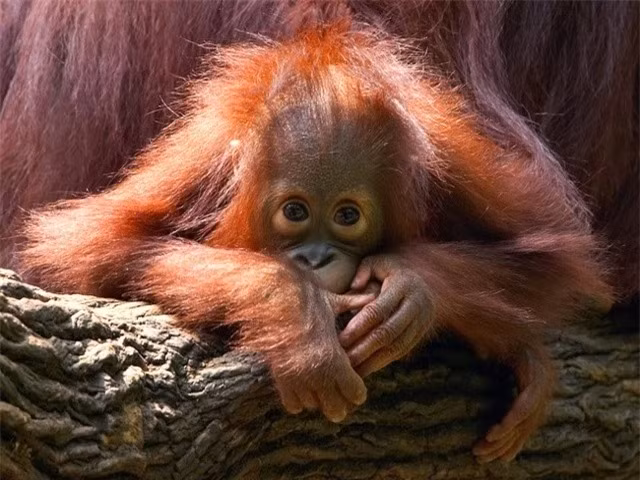  Đười ươi Bornean: Đười ươi Bornean là loài bản địa của đảo Borneo, Indonesia. Khác với loài đười ươi thông thường, chúng có khuôn mặt rộng, râu tóc ngắn hơn. Tháng 7/2016, IUCN đã đưa đười ươi vào danh sách cực kỳ nguy cấp. Từ năm 1950, số lượng đười ươi Bornean đã giảm đến 60%, dự đoán đến 2025 nó sẽ giảm tiếp 22% nữa.