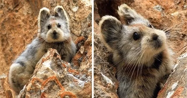  Thỏ Pika: Thoạt nhìn giống thỏ này giống chuột nhiều hơn. Chúng là loài gặm nhấm bản địa ở vùng núi Tân Cương, Trung Quốc. Từ năm 1983, thỏ Pika được phát hiện, nhưng đến nay số lượng đã giảm đi đáng kể, chỉ còn 30%. 