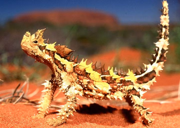  10. Thằn lằn quỷ gai (Moloch horridus). Có ngoại hình gai góc độc đáo và có thể uống nước bằng cách hấp thụ qua da, loài thằn lằn này sống ở vùng sa mạc Úc. Ảnh: Pinterest.