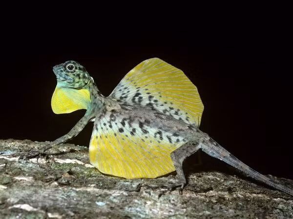  12. Thằn lằn bay (Draco spp.). Thằn lằn bay có thể trượt trên không nhờ những màng da mở rộng từ hai bên cơ thể, tạo nên khả năng "bay" từ cây này sang cây khác. Loài này có ở Việt Nam. Ảnh: Pinterest.