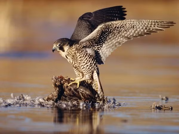  2. Chim ưng Peregrine. Chim ưng Peregrine là loài động vật bay nhanh nhất thế giới, có thể lao xuống con mồi với tốc độ hơn 320 km/h. Kỹ năng săn mồi của chúng nằm ở khả năng tăng tốc nhanh chóng khi phát hiện con mồi từ xa, cùng với tầm nhìn sắc bén để định vị con mồi ngay cả ở độ cao lớn. Ảnh: Pinterest.