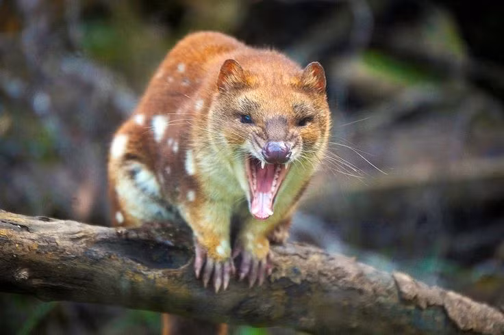  5. Có tập tính ăn xác thối. Ngoài việc săn mồi, quoll cũng ăn xác động vật chết. Điều này góp phần giữ sạch môi trường tự nhiên.