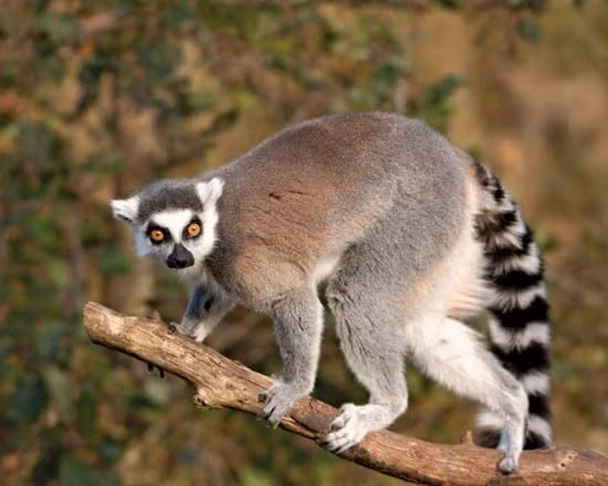  2. Lemuria và phân bố loài vượn cáo. Sự tồn tại của loài vượn cáo tại Madagascar, Nam Ấn Độ và một số vùng Đông Nam Á (qua hóa thạch) đã khơi dậy ý tưởng rằng Lemuria có thể là cầu nối đất liền giữa các khu vực này. Tuy nhiên, về sau, lý thuyết này đã không còn được giới khoa học ủng hộ khi học thuyết về kiến tạo mảng ra đời, cung cấp một lời giải thích hợp lý hơn cho sự phân tán của các loài. Ảnh: Pinterest.