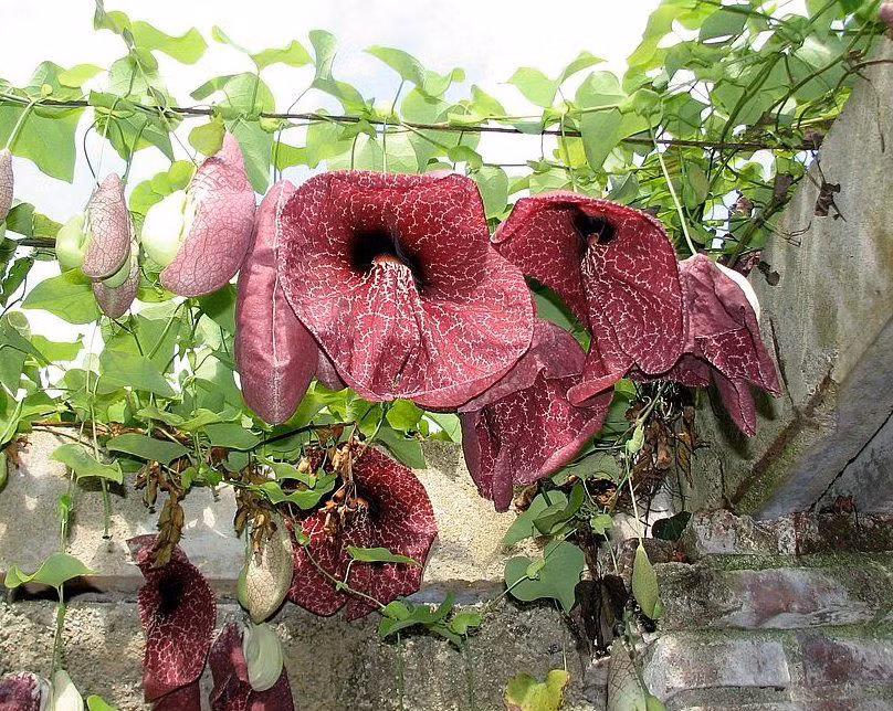  Hoa ống điếu Brazil (Aristolochia gigantea). Loài hoa này có hình dạng lạ mắt với màu đỏ sậm và mùi thối như thịt phân hủy. Mùi này giúp thu hút ruồi làm nhiệm vụ thụ phấn cho hoa. Ảnh: Pinterest.