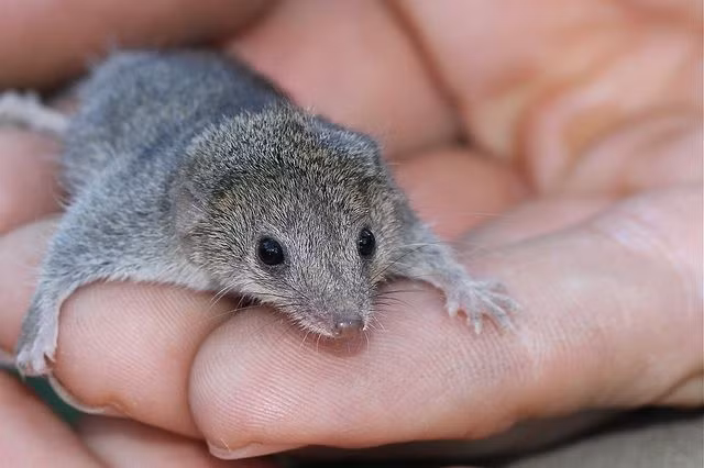  8. Thú có túi lớn nhất và nhỏ nhất. Kangaroo đỏ là thú có túi lớn nhất, cao tới 2 mét và nặng khoảng 90 kg. Loài nhỏ nhất là planigale, chỉ dài khoảng 5 cm và nặng chưa tới 10 gram. Ảnh: Pinterest.