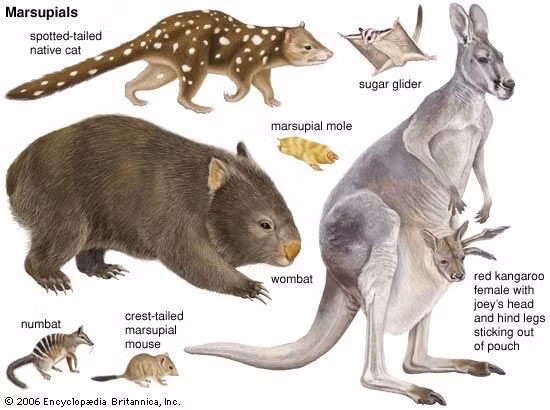  1. Thú có túi không chỉ sống ở Australia. Mặc dù Australia là nơi tập trung nhiều loài thú có túi nhất, nhưng châu Mỹ cũng có các loài thú có túi như opossum. Một số loài còn tồn tại ở khu vực New Guinea. Ảnh: Pinterest.