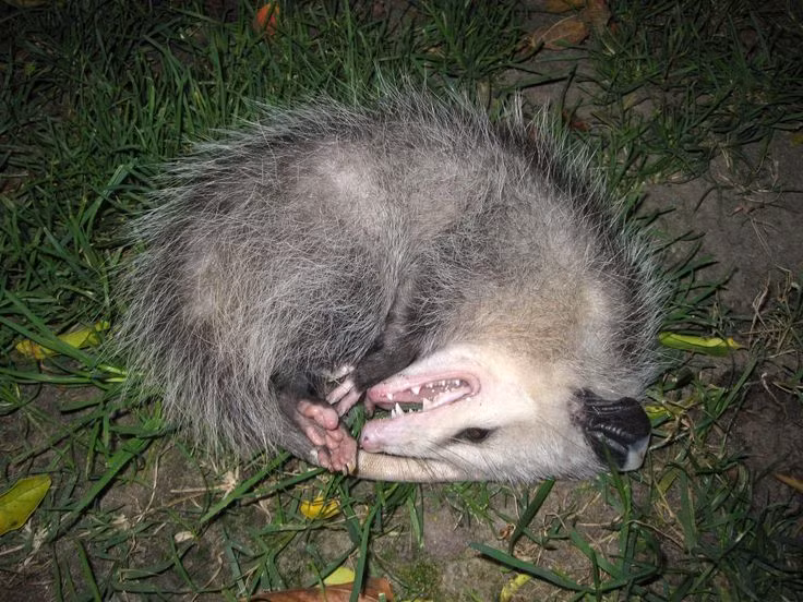  12. Opossum giả chết. Opossum Virginia, loài thú có túi duy nhất ở Bắc Mỹ, nổi tiếng với khả năng "giả chết" khi bị đe dọa, một hành vi phòng vệ gọi là thanatosis. Ảnh: Pinterest.