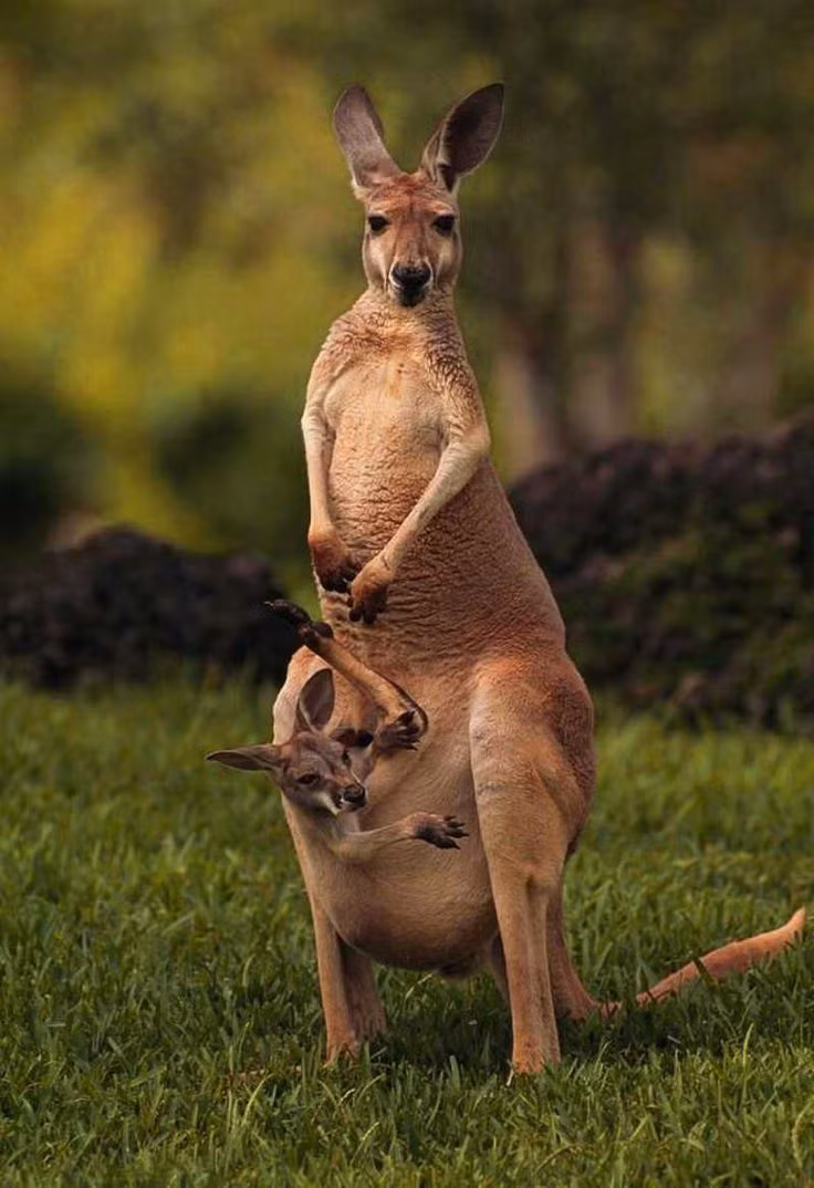  7. Kangaroo và sữa "đa chức năng". Kangaroo cái có thể sản xuất hai loại sữa khác nhau đồng thời: một loại giàu dinh dưỡng cho con non trong túi, và loại ít đặc hơn cho con lớn hơn. Ảnh: Pinterest.