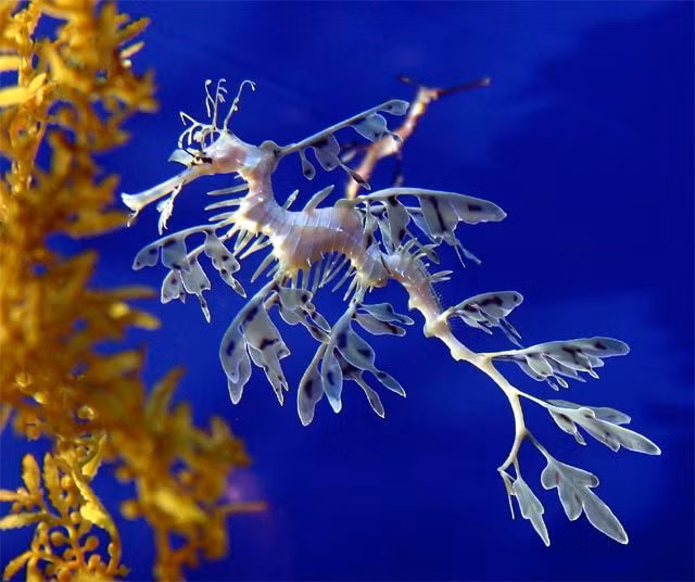  4. Cá ngựa lá (Phycodurus eques). Cá ngựa lá có phần thân với nhiều gai và vây nhỏ giống như các đám tảo và rong biển, giúp nó ngụy trang tuyệt đối giữa các rạn san hô và tảo. Ảnh: Pinterest.