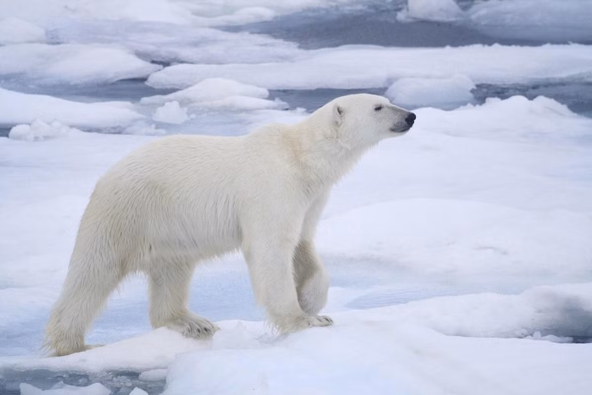  18. Gấu Bắc Cực (Ursus maritimus). Bộ lông trắng của gấu Bắc Cực khiến chúng khó bị phát hiện hơn giữa môi trường băng tuyết lạnh giá của vùng cực.. Ảnh: Pinterest.