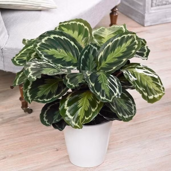 20. Calathea medallion (Cây đuôi công). Lá tròn, có vân hoa văn như những đồng xu và màu sắc tươi tắn, phía dưới lá có màu tím nổi bật, rất lý tưởng cho trang trí nhà cửa. Ảnh: Pinterest.