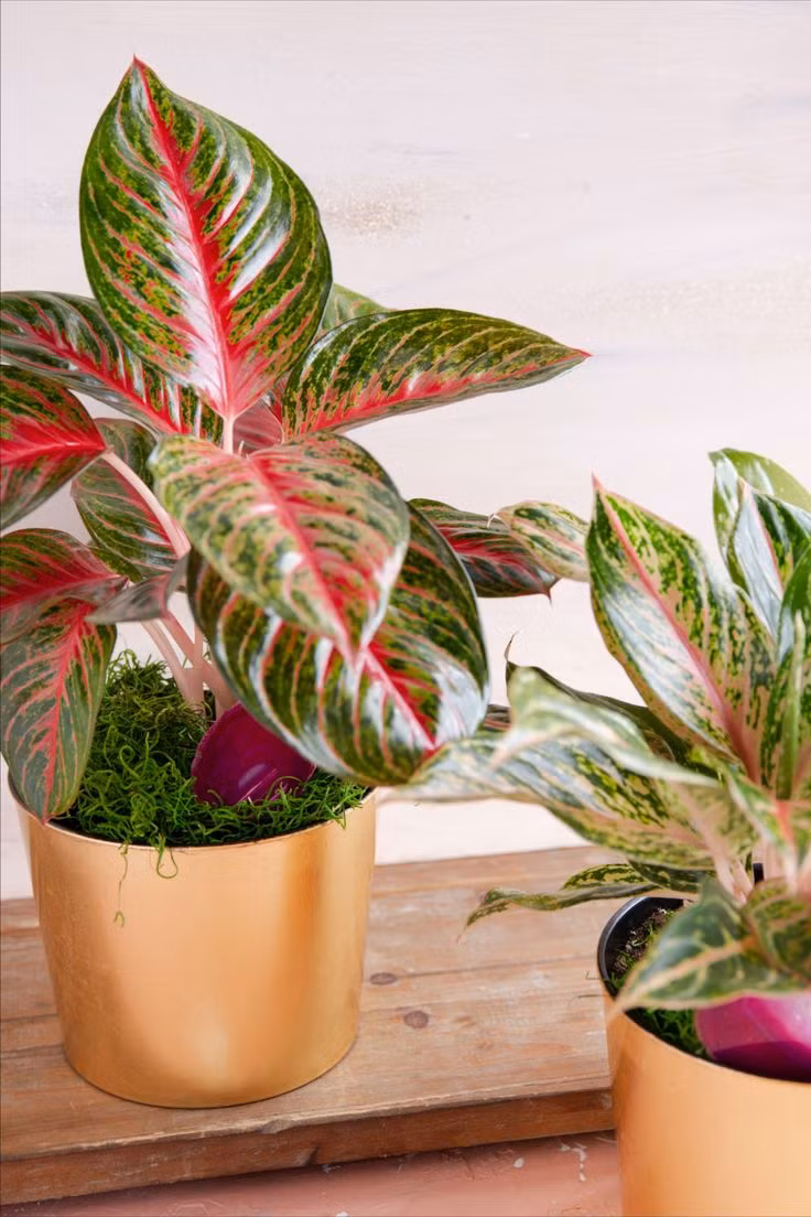  14. Aglaonema (Ngọc ngân). Lá có màu sắc đa dạng từ xanh, bạc, đến hồng, và đỏ. Cây không chỉ đẹp mà còn dễ chăm sóc, phù hợp làm cây nội thất. Ảnh: Pinterest.