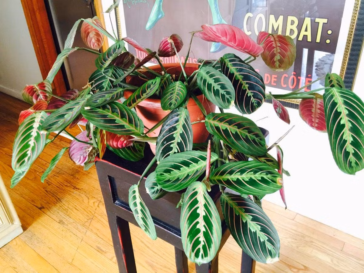  5. Maranta leuconeura (Cây cầu nguyện). Lá có họa tiết nổi bật với đường viền đỏ và gân trắng. Cây có tập tính khép lá vào ban đêm như đang cầu nguyện. Ảnh: Pinterest.