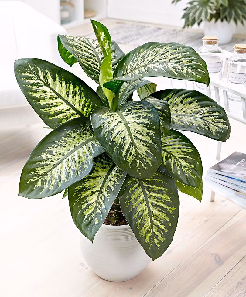  18. Dieffenbachia (Cây vạn niên thanh). Lá lớn với các đốm trắng xen kẽ màu xanh, tạo vẻ đẹp sang trọng. Tuy nhiên, cây có chứa độc tố nên cần tránh xa trẻ nhỏ và thú cưng. Ảnh: Pinterest.