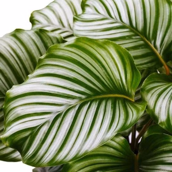  1. Calathea orbifolia (Cây công táo xanh). Lá rộng, tròn và có các đường gân sáng màu. Mặt lá có các vân sọc rất nổi bật, tạo hiệu ứng độc đáo. Ảnh: Pinterest.