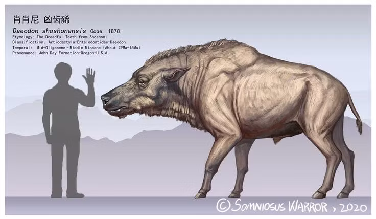  2. Kích thước khổng lồ ngang ngửa một con ngựa. Daeodon trưởng thành có thể dài tới 3,6 mét, cao gần 1,8 mét và nặng hơn 900kg – to lớn hơn nhiều so với hầu hết động vật ăn thịt ngày nay. Ảnh: Pinterest.