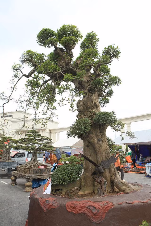 Cay duoi co gia khung nhieu dai gia mong uoc so huu-Hinh-4