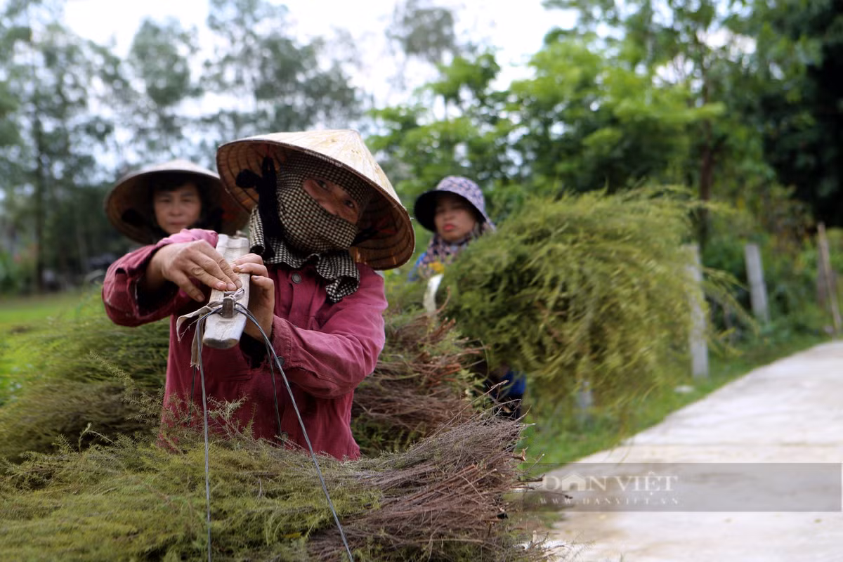Nong dan Huong Son trong loai cay moc hoang tren nui kiem bon tien-Hinh-7