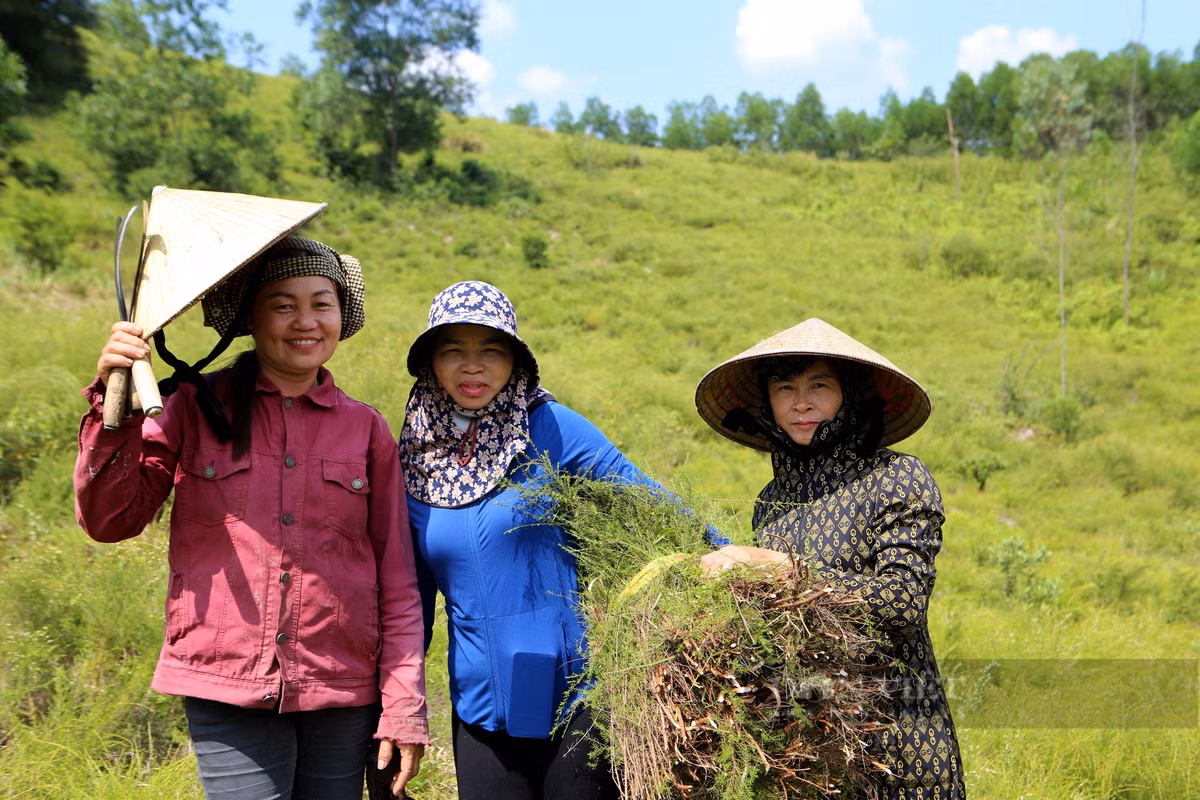 Nong dan Huong Son trong loai cay moc hoang tren nui kiem bon tien-Hinh-2