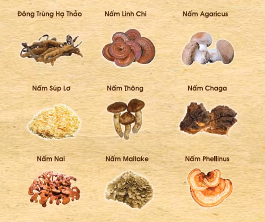 9 loại nấm quý Nhật Bản giàu hàm lượng Betaglucan 9 loại nấm quý Nhật Bản giàu hàm lượng Betaglucan