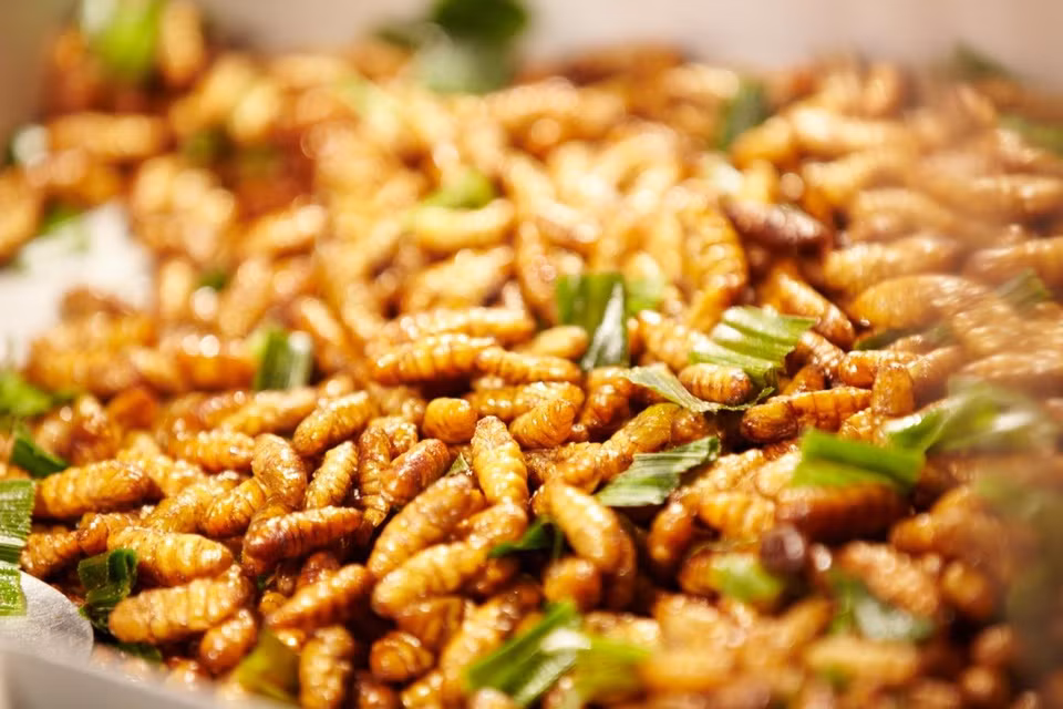 br/> Gỏi nhộng ong: Món ăn này được xếp vào hàng “đệ nhất” đặc sản Cà Mau. Nhộng ong sau khi làm sạch cho vào đảo chung cùng hành phi thơm và gia vị gồm nước mắm ngon, tiêu, đường. Bắp chuối non bào sợi thật mảnh, rửa qua nước loãng pha giấm rồi vắt ráo, trộn chung với nhộng ong. Gỏi nhộng ong dùng kèm rau thơm và đậu phộng rang tạo nên vị chua ngọt, béo bùi hài hòa khó cưỡng. Ảnh: dacsan4u.com