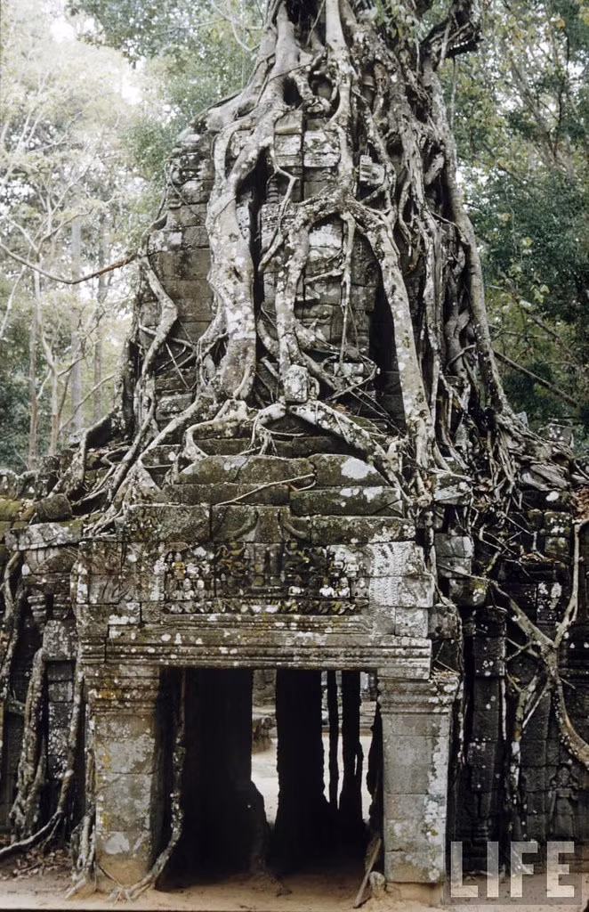 Một cánh cổng bị cây rừng che phủ ở Angkor.