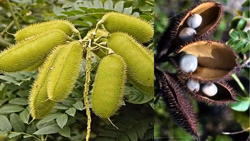 Trong Sách Đỏ IUCN – Tổ chức Bảo tồn thế giới có một loại cây có độc nổi tiếng tên là cây mắt mèo (mimosa pigra). Loài cây này thuộc họ đậu (Fabaceae), vốn xuất phát từ vùng nhiệt đới châu Mỹ.
