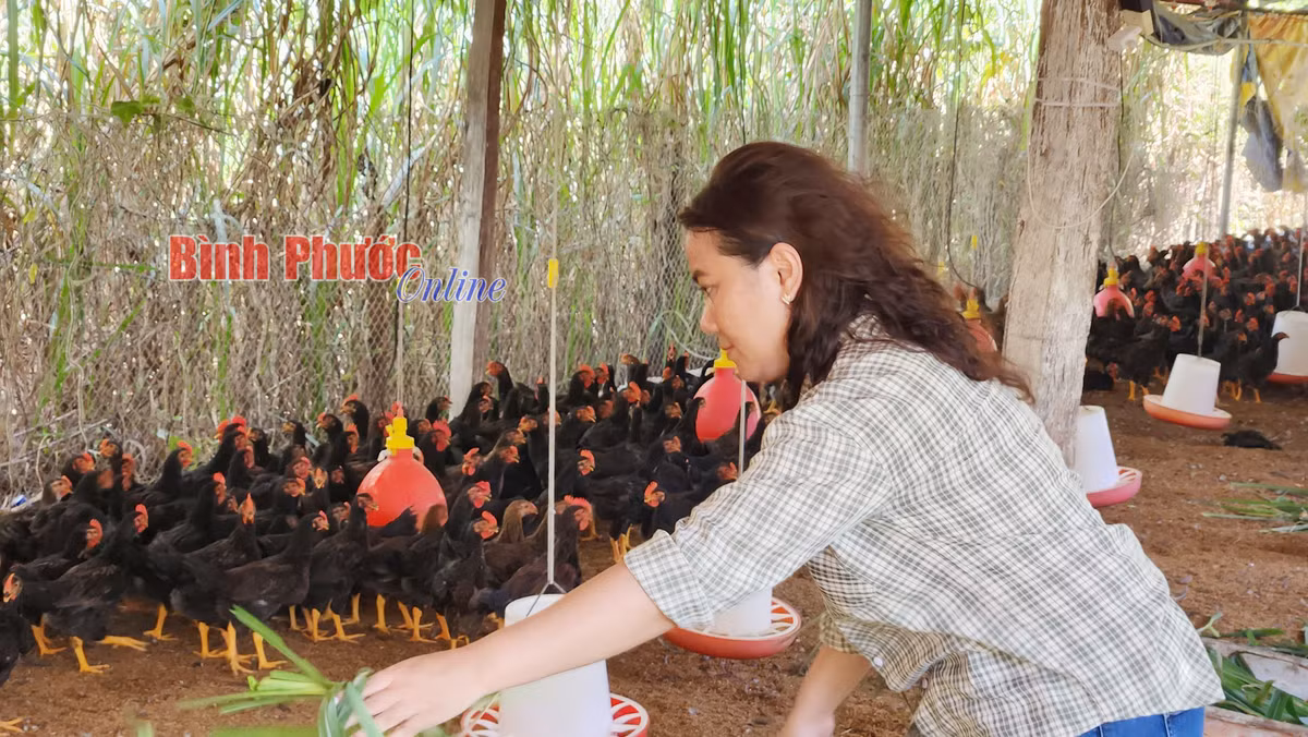 Cho gà ăn cỏ mần trầu, húng quế, tía tô bán giá 150.000 đồng/kg Cho ga an co man trau, hung que, tia to ban gia 150.000 dong/kg