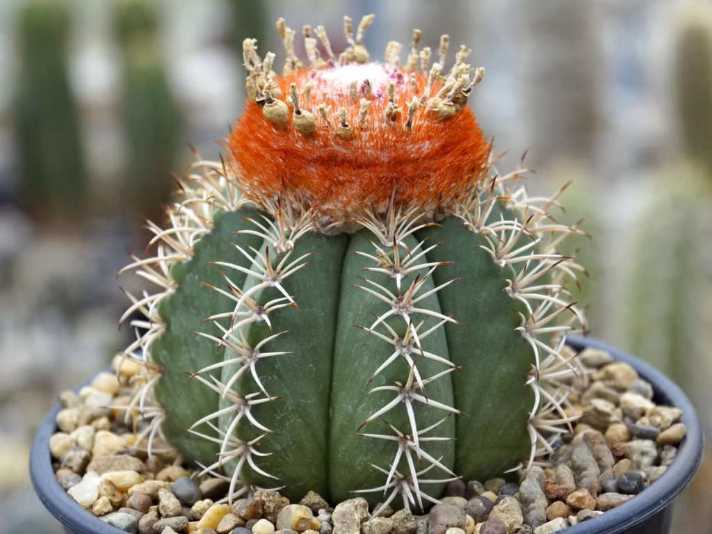Cây xương rồng mũ Thổ Nhĩ Kỳ (Melocactus salvadorensis) có một bộ phận mang hoa đặc trưng, trông như cái mũ, nằm trên thân cây hình cầu khi trưởng thành. Nó mọc trên đất đá trống trải ở Đông Bắc Brazil, đạt chiều cao 20 cm.