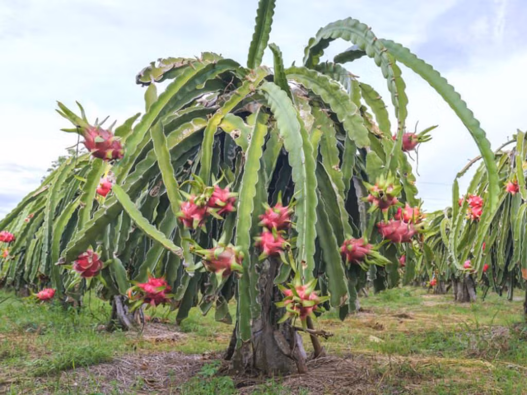 Cây thanh long (Hylocereus undatus) là loài xương rồng bản địa Trung và Nam Mỹ, nay đã trở thành cây trồng lấy quả ở nhiều khu vực, nổi bật là Đông Nam Á. Các nhánh cây vươn dài đến 10 mét trong điều kiện phù hợp.
