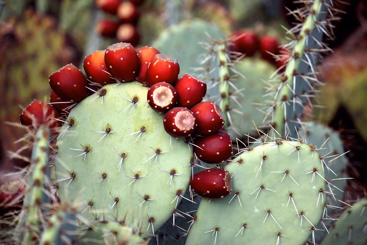 Xương rồng lê gai (Opuntia ficus-indica) có các phần thân dẹt dính liền vào nhau và quả hình trứng ăn được. Đây là loài cây bản địa ở vùng Mexico nhưng đã phát tán ở nhiều châu lục khác do khả năng thích nghi tốt. Cây lâu năm có thể cao đến 5 mét.