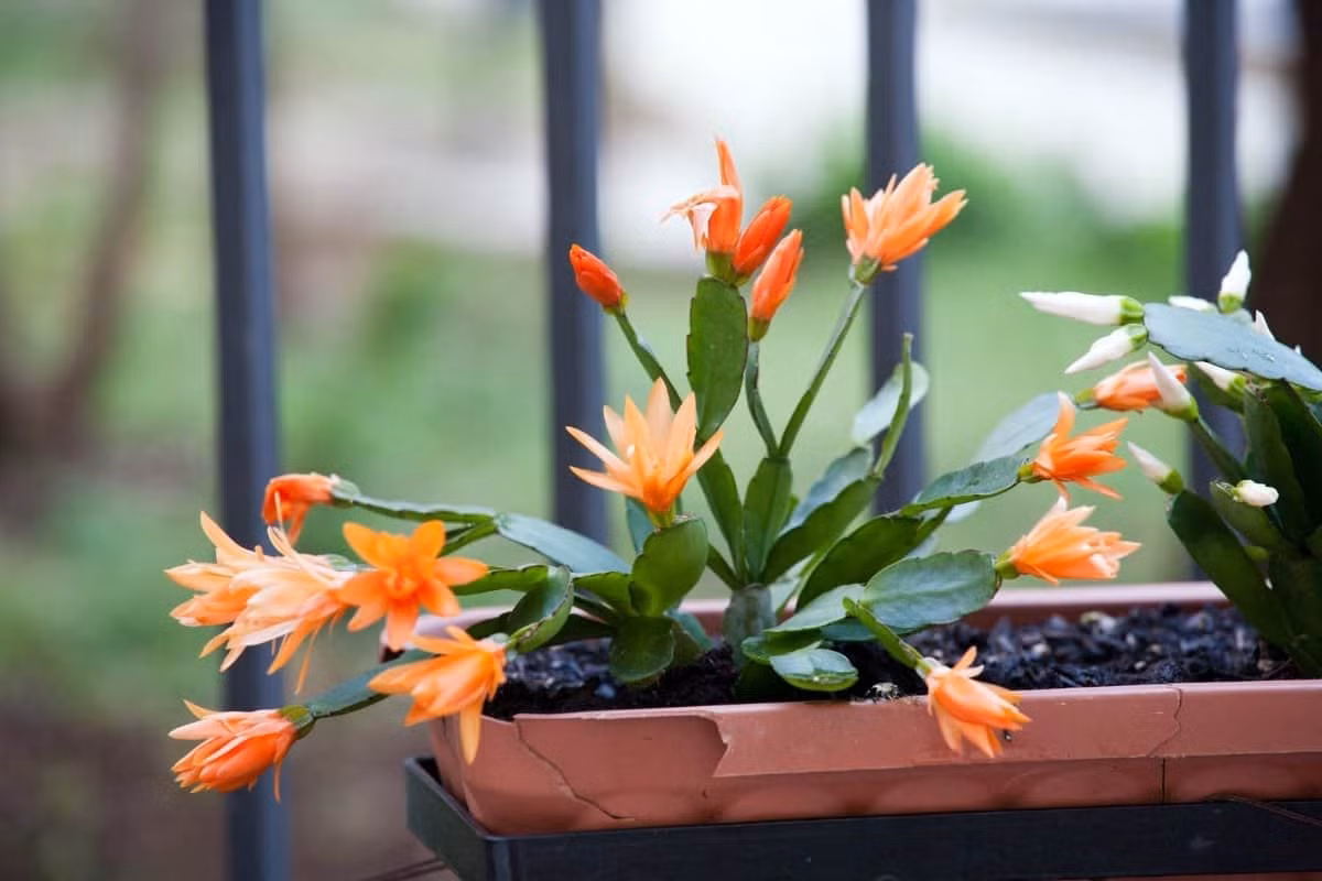 Xương rồng càng cua (Schlumbergera truncata) là loài cây biểu sinh ra hoa vào mùa đông ở rừng mưa nhiệt đới Đông Nam Brazil. Tạo thành tán rộng khoảng 30 cm, đây là cây cảnh trong nhà phổ biến toàn cầu.