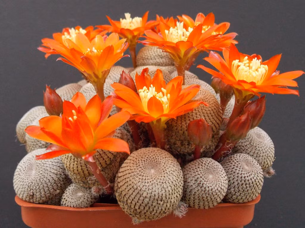Xương rồng Rebutia heliosa mọc thành búi, có hoa sặc sỡ, tồn tại ở các sinh cảnh núi non có bóng râm ở Bolivia. Loài cây này thường cao không quá 10 cm.
