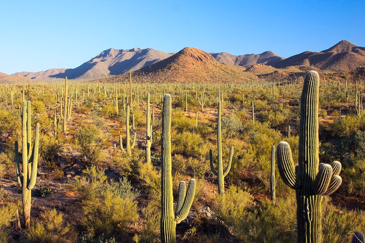  Cây xương rồng Saguaro (Carnegiea gigantea) có thể cao đến 16 mét, là loài cây tạo nên cảnh quan đặc trưng cho các sa mạc ở Mexico và Tây Nam nước Mỹ. Chúng có thể sống đến 150 năm.