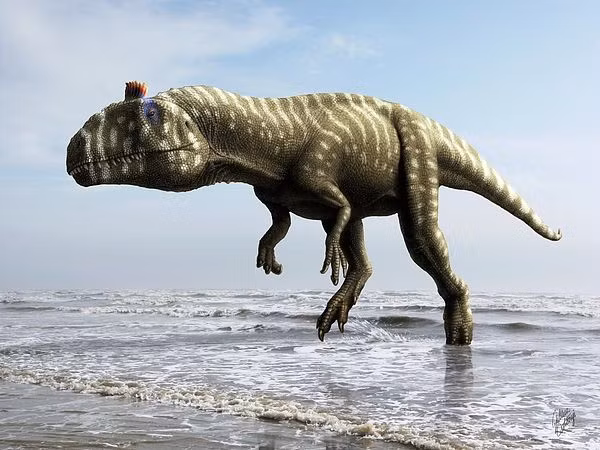 Về mặt hình thái, Cryolophosaurus là loài khủng long săn mồi đi bằng hai chân, có chiều dài khoảng 5-7 mét, trọng lượng 400-500 kg khi trưởng thành.