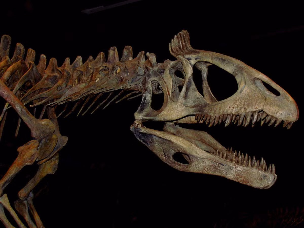 Cho đến nay, số lượng hóa thạch Cryolophosaurus được phát hiện là rất ít, do sự khó khăn của điều kiện khai quật đặc thù ở châu Nam Cực. Vì vậy mà xung quanh loài khủng long này vẫn còn rất nhiều được chưa được giải đáp.