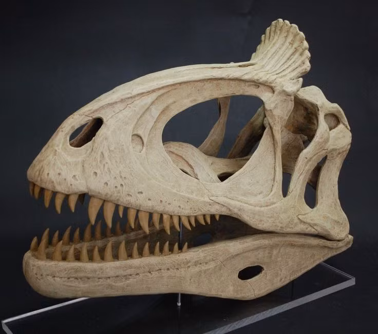 Công tác nghiên cứu khủng long Cryolophosaurus có tầm quan trọng lớn vì đây là chi khủng long đuôi cứng (có nguồn gốc gần với các loài chim hơn cả) được phát hiện.