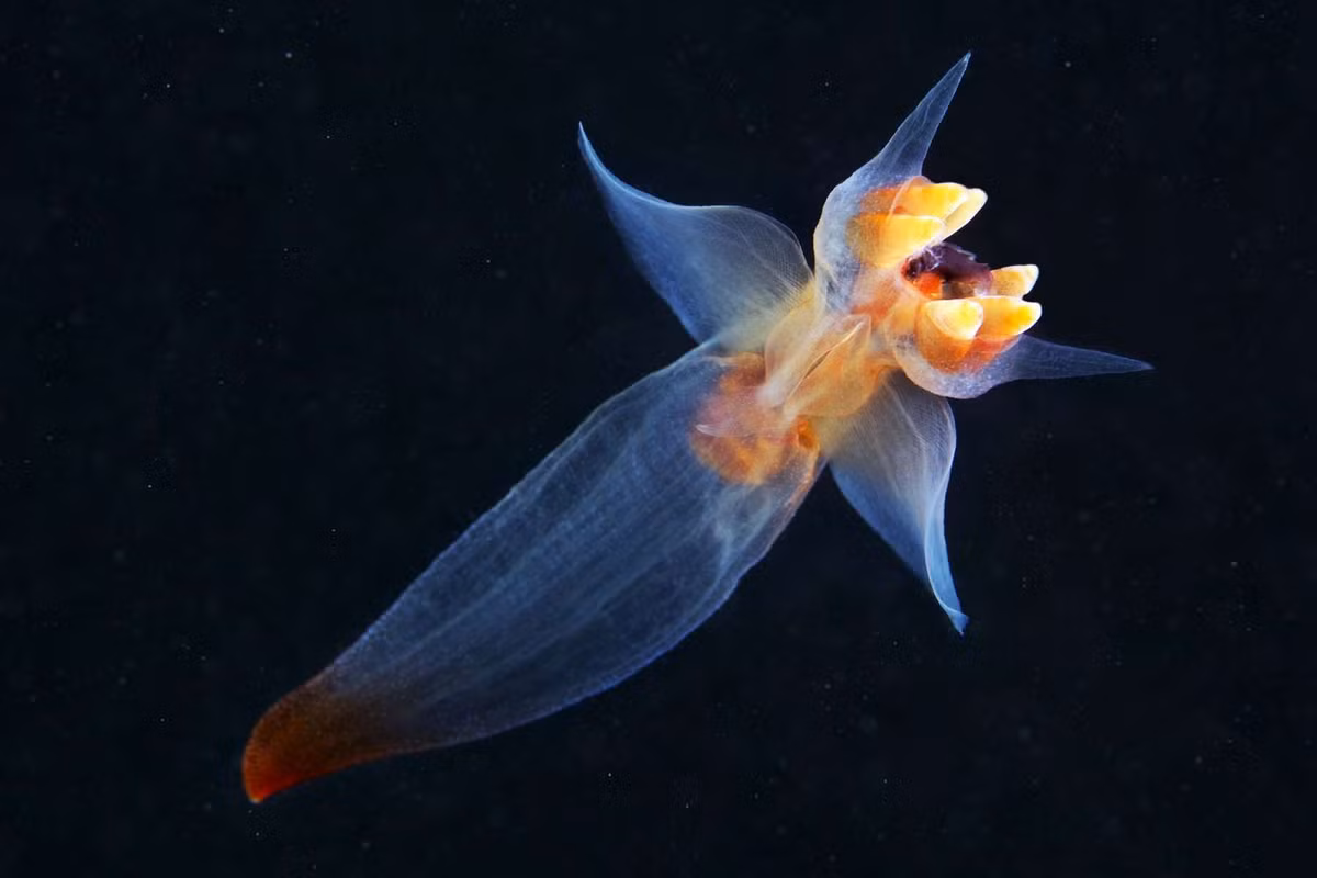 Sên trần chân cánh thường (Clione limacina) dài 4-5 cm, sống trong nước lạnh, chuyên ăn một loài có họ hàng với mình là bướm biển Bắc Cực (Limacina helicina). Chúng bơi tự do trong nước bằng “đôi cánh” mềm trong suốt.