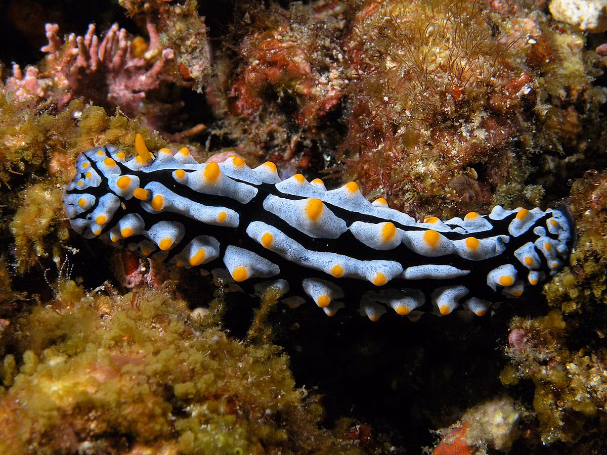 Sên trần trứng rán (Phyllidia varicosa) dài 10-13 cm, là một loài sên biển phổ biến ở Ấn Độ Dương – Thái Bình Dương. Chúng cư trú trong đá, sỏi, cát ở các vùng biển ven bờ, thức ăn là các loài hải miên.