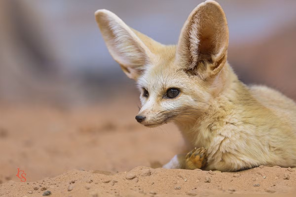 Cáo tai to (Vulpes zerda) dài 33-41 cm, là một trong những loài chó hoang dã nhỏ nhất. Đôi tai đặc trưng của loài vật hoạt động về đêm ở Bắc Phi này vừa giúp tăng cường thính giác, vừa giúp tỏa nhiệt khi cơ thể quá nóng.