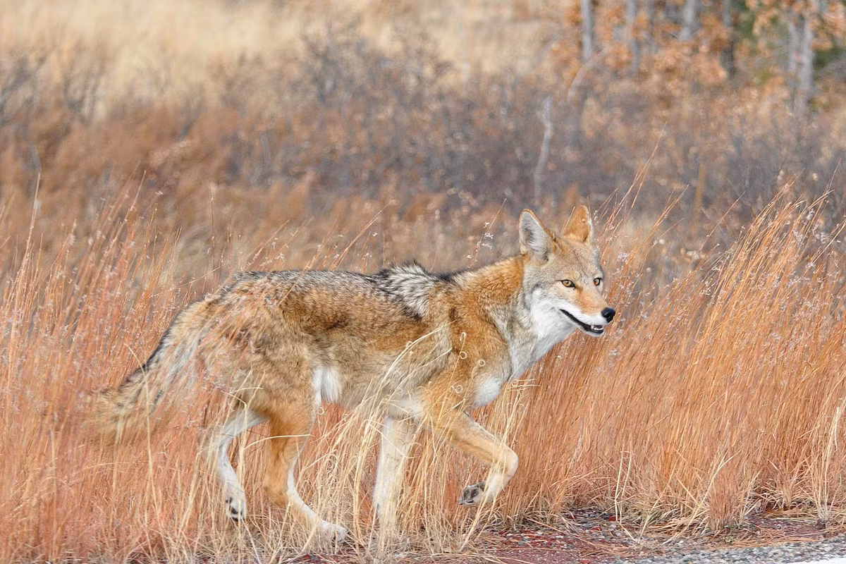 Sói đồng cỏ (Canis latrans) dài 70-97 cm, là loài cho hoang dã bản địa Bắc và Trung Mỹ. Loài này phổ biến và phân bố rộng, sống theo bầy và có lúc giao phối với sói xám.