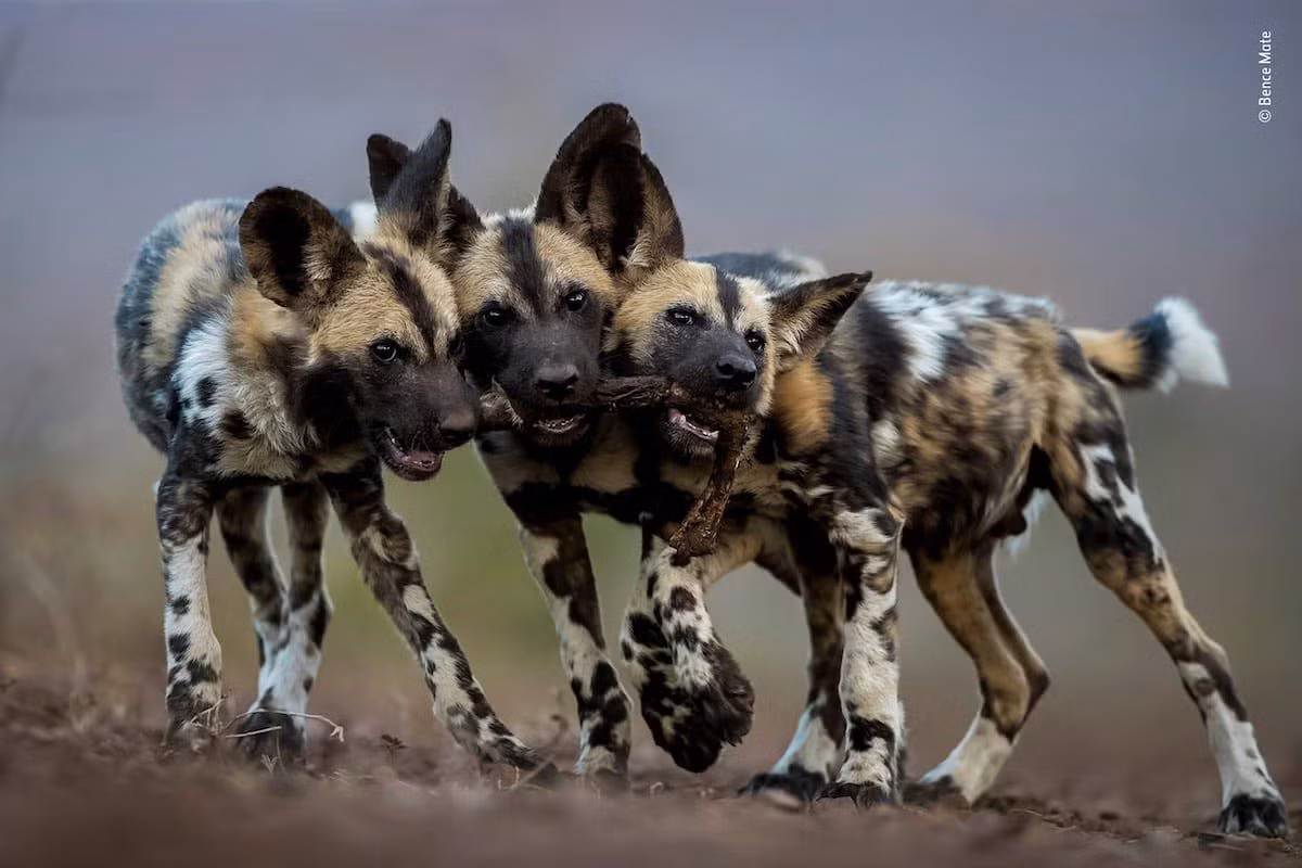 Chó hoang châu Phi (Lycaon pictus) dài 0,8-1,4 mét, là một loài chó hoang dã đang rơi vào tình trạng nguy cấp. Chúng sống thành bầy có tổ chức, cùng phối hợp săn mồi, nuôi con và giúp đỡ những con chó họ hàng đau ốm hay bị thương.