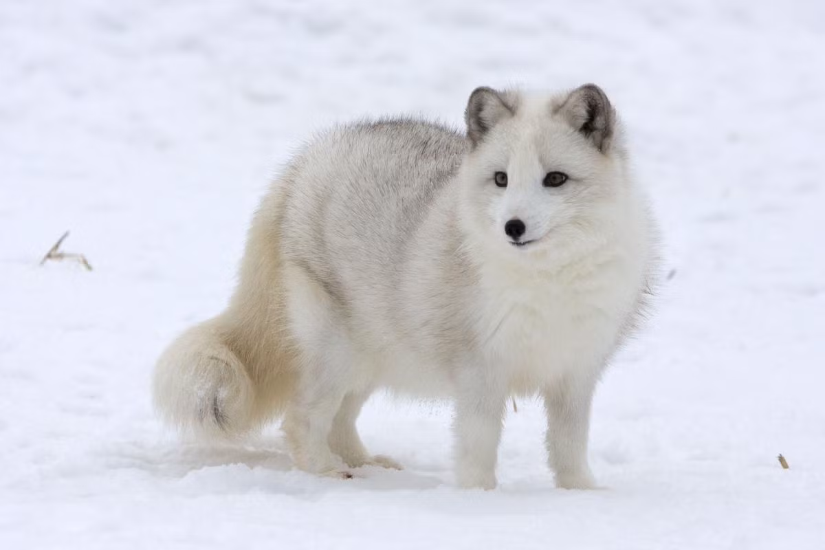 Cáo Bắc Cực (Vulpes lagopus) dài 50-75 cm, là loài cáo có thân hình chắc khỏe, sống ở các vùng xa xôi nhất về phía Bắc của Trái đất. Chúng có lông thay đổi theo mùa, mùa đông trắng tinh để ngụy trang trong băng tuyết.