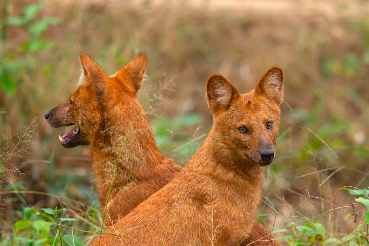 Sói lửa (Cuon alpinus) dào 0,9-1,4 mét, nổi tiếng khắp châu Á là loài săn mồi hung tợn. Chúng sống và săn theo bầy có thể lên đến 50 cá thể, mục tiêu là các loài móng guốc lớn, gồm cả gia súc của con người.