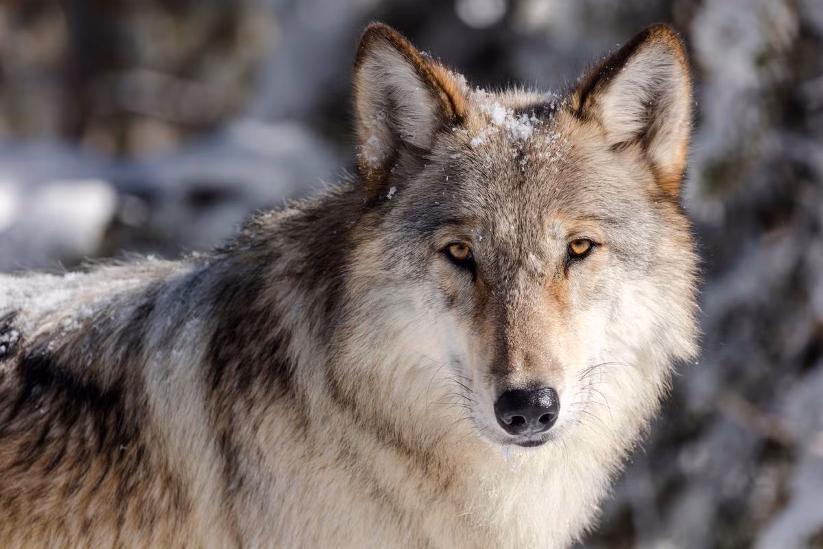 Sói xám (Canis lupus lupus) dài 0,9-1,6 mét, là tổ tiên của chó nhà. Loài chó hoang dã dễ thích nghi này có vùng phân bố trải rộng hầu khắp Bắc bán cầu. Chúng có tiếng hú đặc trưng và tập tính săn mồi bầy đàn rất đáng sợ.